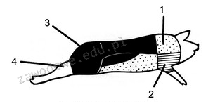 Ilustracja do pytania 37