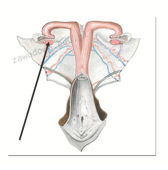 Ilustracja do pytania 3