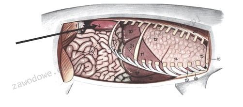 Ilustracja do pytania 6