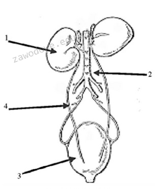 Ilustracja do pytania 1