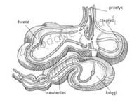 Ilustracja do pytania 12