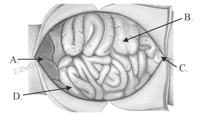 Ilustracja do pytania 9