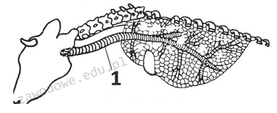 Ilustracja do pytania 2