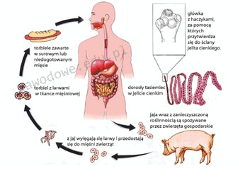 Ilustracja do pytania 35