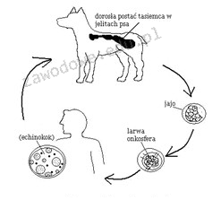 Ilustracja do pytania 30