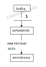 Ilustracja do pytania 34