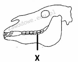 Ilustracja do pytania 3