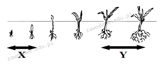 Ilustracja do pytania 33