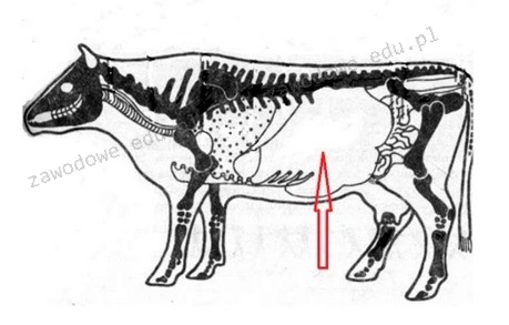 Ilustracja do pytania 1