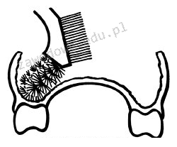 Ilustracja do pytania 10