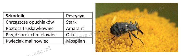 Ilustracja do pytania 5