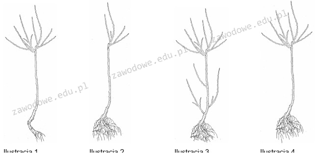 Ilustracja do pytania 31