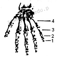 Ilustracja do pytania 7