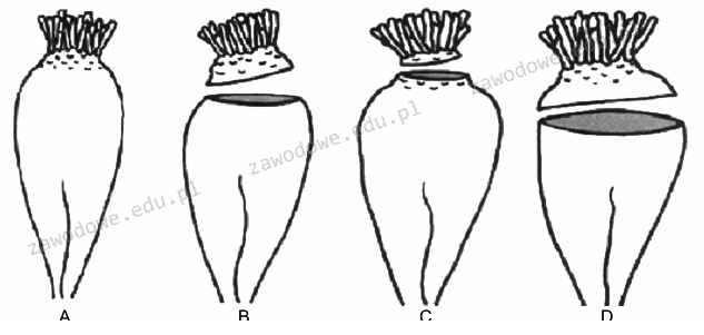 Ilustracja do pytania 36