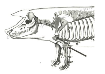 Ilustracja do pytania 5