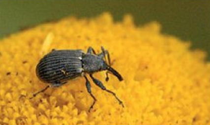 Ilustracja do pytania 5