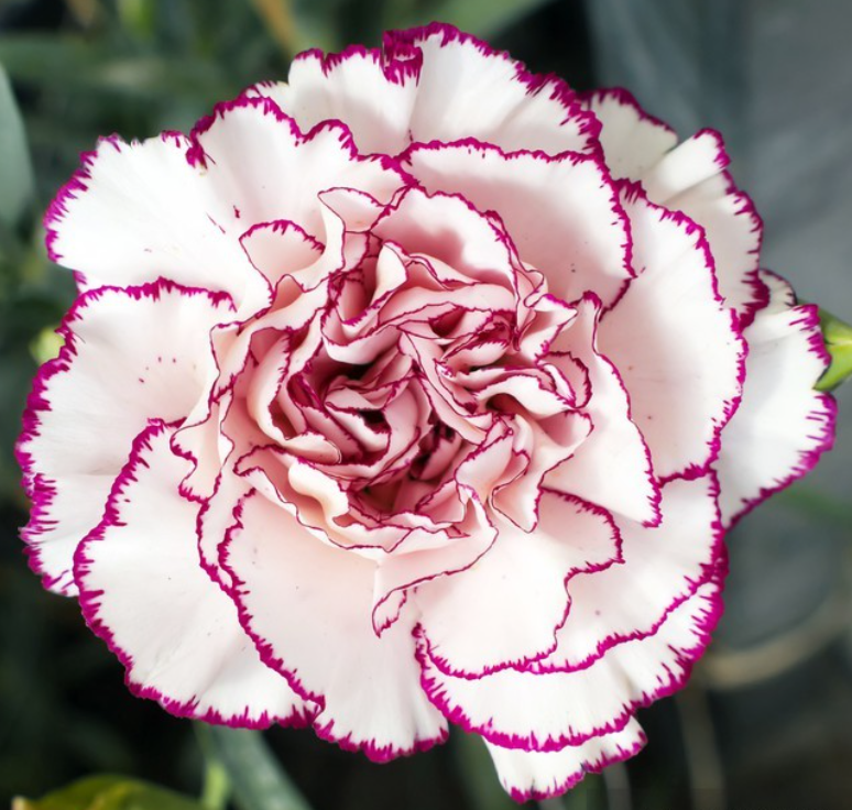 Ilustracja do pytania 38