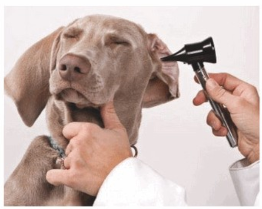 Ilustracja do pytania 18