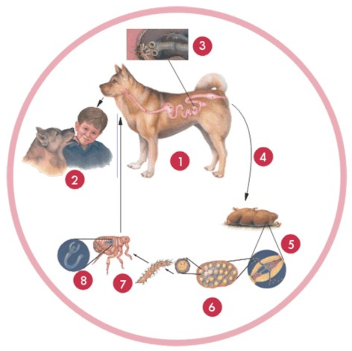 Ilustracja do pytania 37