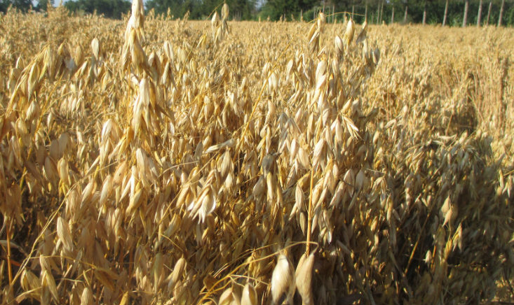 Ilustracja do pytania