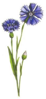 Ilustracja do pytania 10