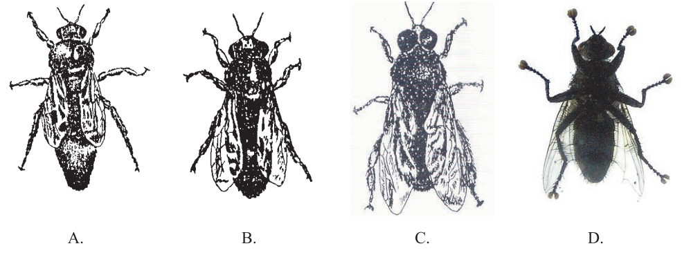 Ilustracja do pytania 19
