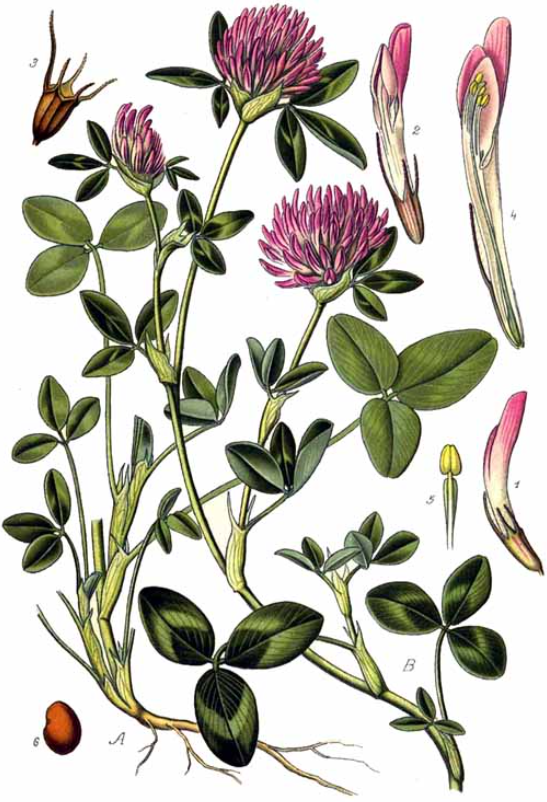 Ilustracja do pytania 30