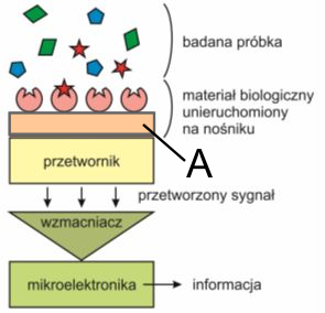 Ilustracja do pytania 16
