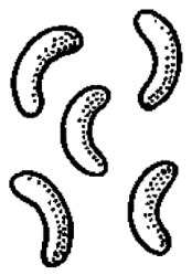 Ilustracja do pytania