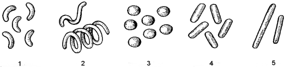 Ilustracja do pytania 19