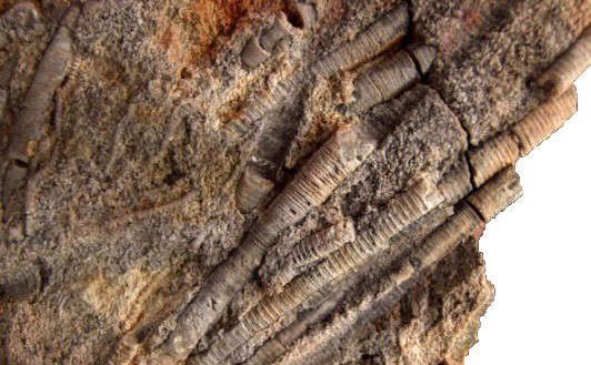 Ilustracja do pytania 21