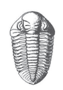 Ilustracja do odpowiedzi B