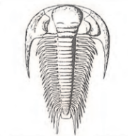 Ilustracja do pytania 30