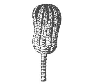 Ilustracja do odpowiedzi C