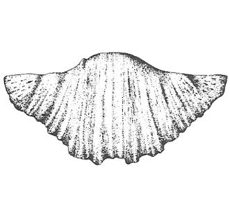 Ilustracja do odpowiedzi D