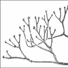 Ilustracja do pytania 40