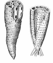 Ilustracja do pytania 34