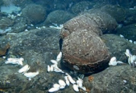 Ilustracja do odpowiedzi C