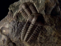 Ilustracja do odpowiedzi A