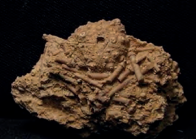 Ilustracja do odpowiedzi D