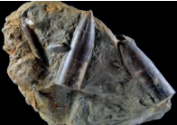 Ilustracja do odpowiedzi B