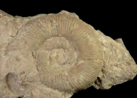 Ilustracja do odpowiedzi C