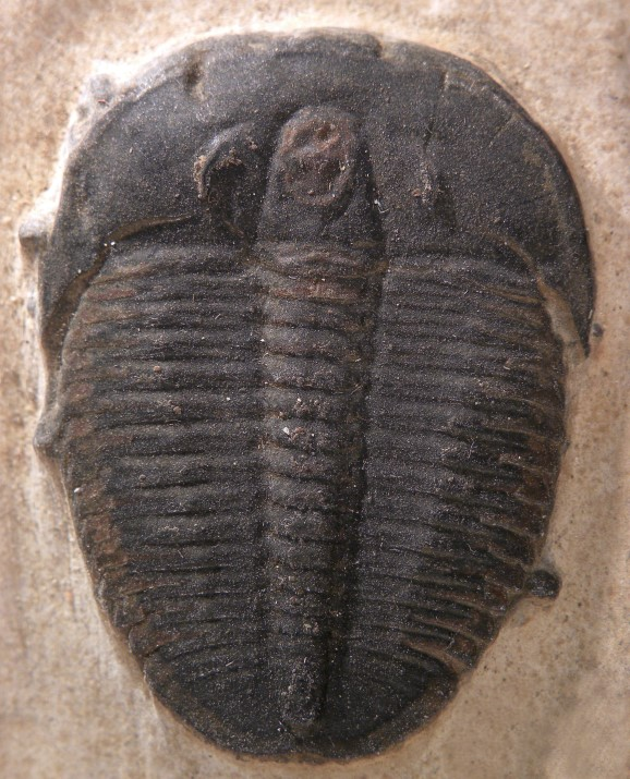 Ilustracja do pytania 12