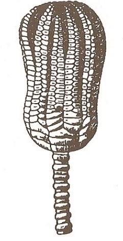 Ilustracja do odpowiedzi B