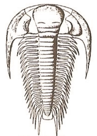 Ilustracja do odpowiedzi D