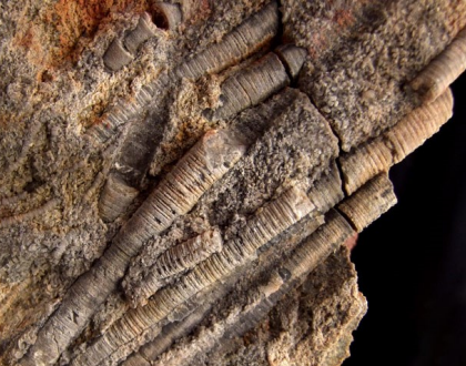 Ilustracja do pytania 40