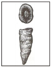 Ilustracja do pytania 28