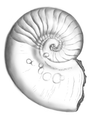 Ilustracja do odpowiedzi D