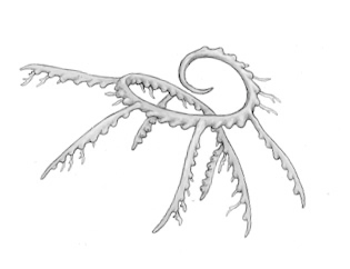 Ilustracja do odpowiedzi C