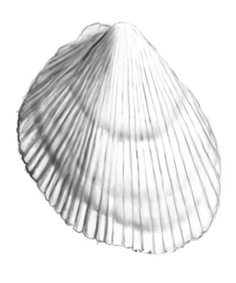 Ilustracja do odpowiedzi A